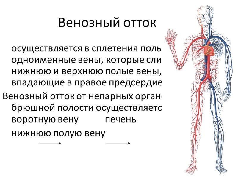 Венозный отток  осуществляется в сплетения полых органов, одноименные вены, которые сливаются в нижнюю